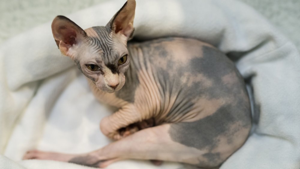 Chaton Sphynx