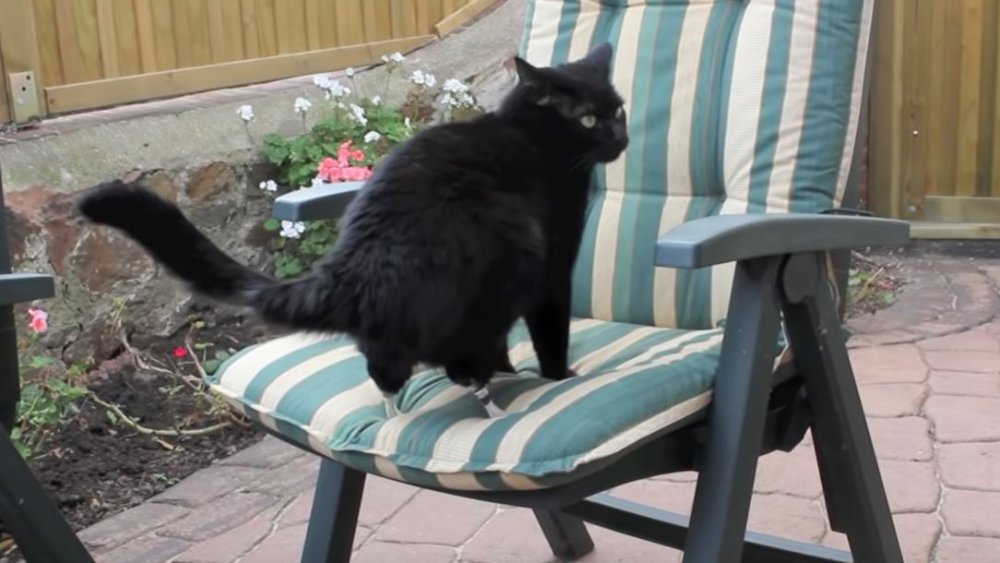 Oscar le chat bionique