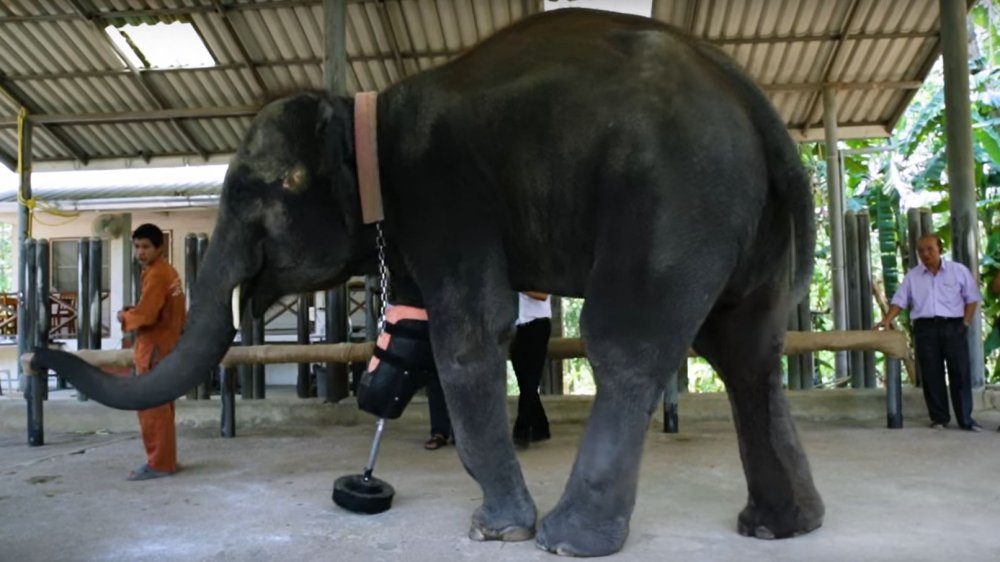 Mosha, éléphante avec une prothèse