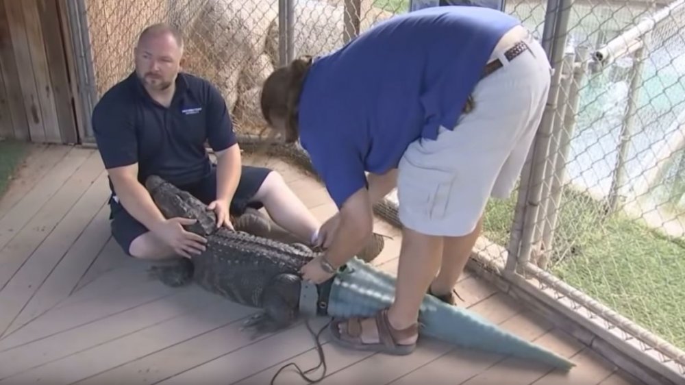 Mr. Stubbs l'alligator avec une prothèse de queue