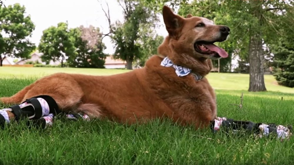 Naki'o le chien avec des prothèses animales