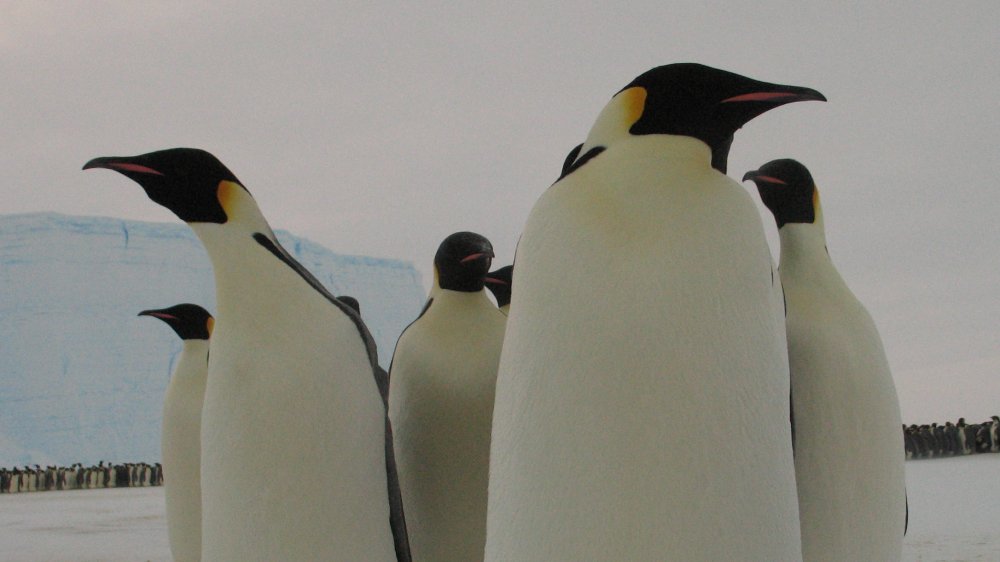 Manchots avec prothèses pour le bec et les pattes