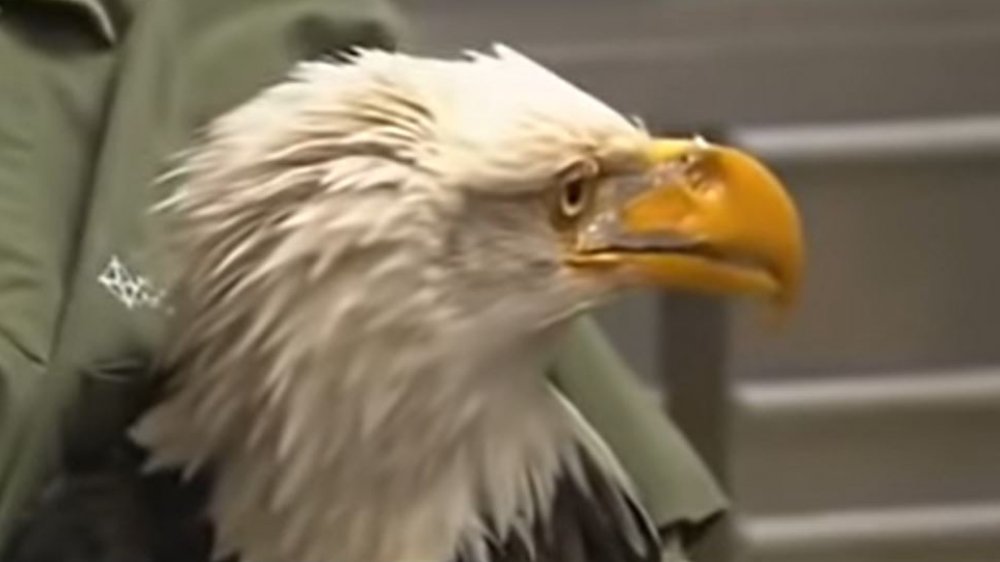 Pygargue avec un bec imprimé en 3D