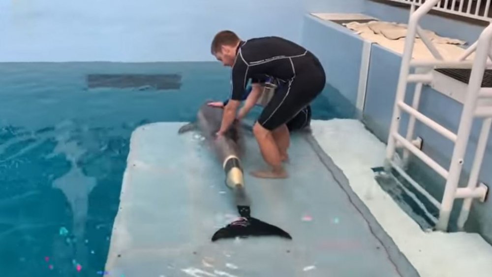 La queue de Winter le dauphin