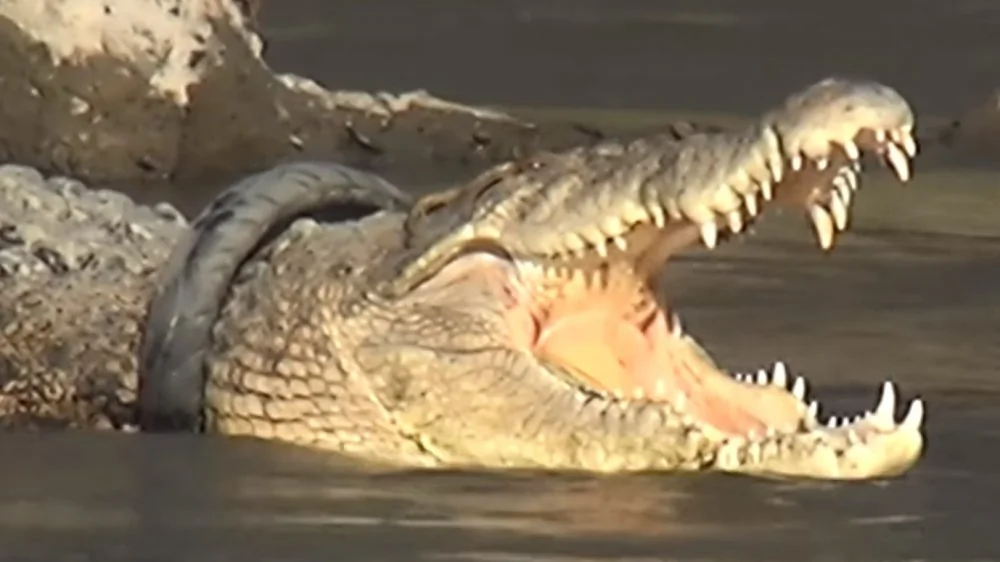 Concours insolite : Plucker un pneu d'un crocodile en Indonésie