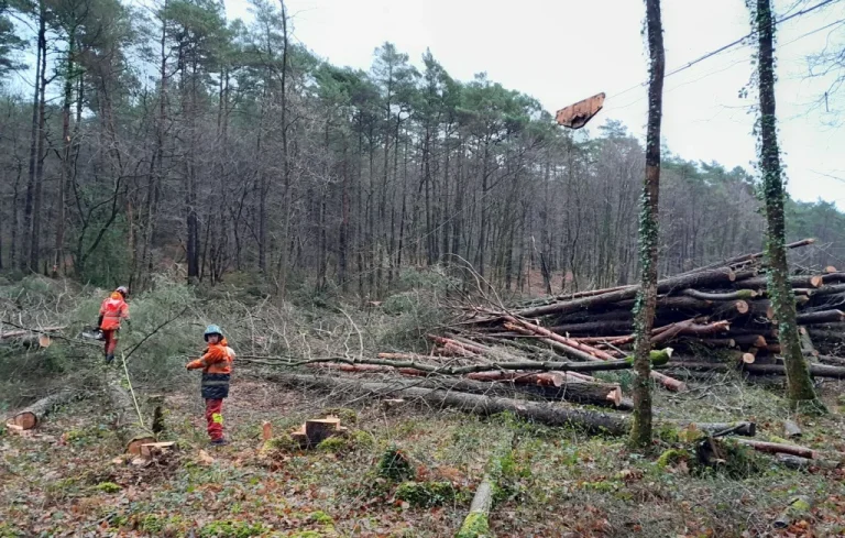 Des arbres qui volent: la coupe par câble qui protège la forêt