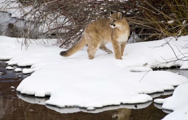 Etats-Unis: femme décède au Colorado après attaque de cougar