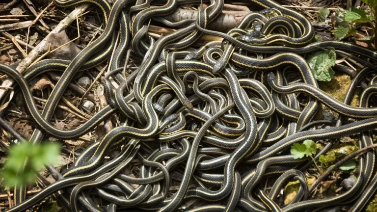 Fermeture d&rsquo;un parc en Floride pour l&rsquo;orgie des serpents