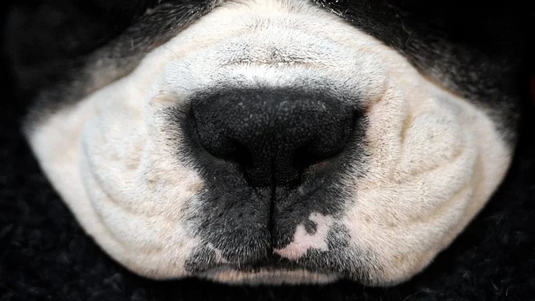 La race de chien au sens olfactif le plus développé
