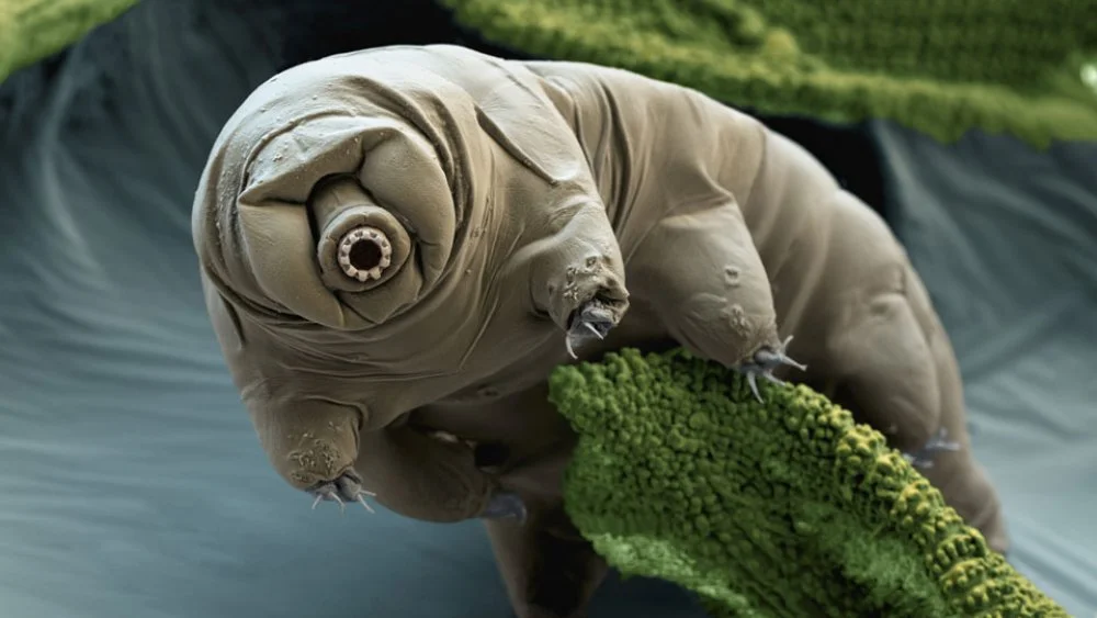 La résilience incroyable des tardigrades : peuvent-ils être tués ?