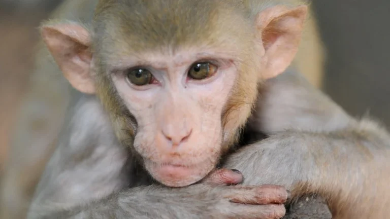 Le Singe Qui Ressemble le Plus à un Humain