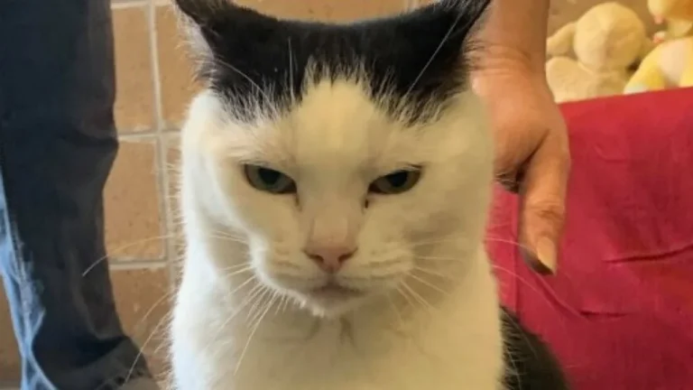 Le chat le plus maléfique du monde trouve enfin un foyer