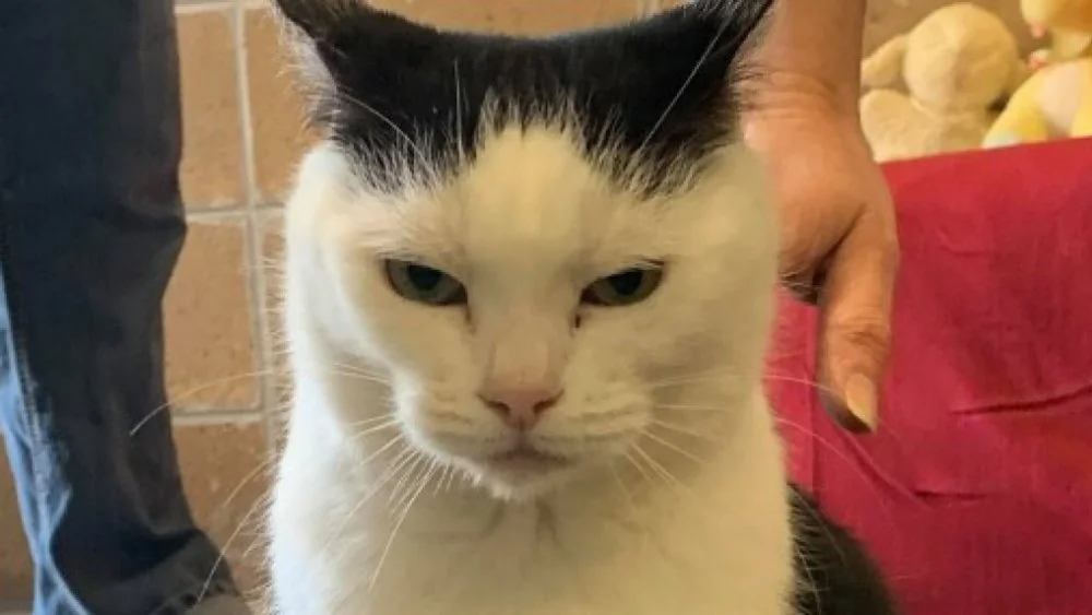 Le chat le plus maléfique du monde trouve enfin un foyer