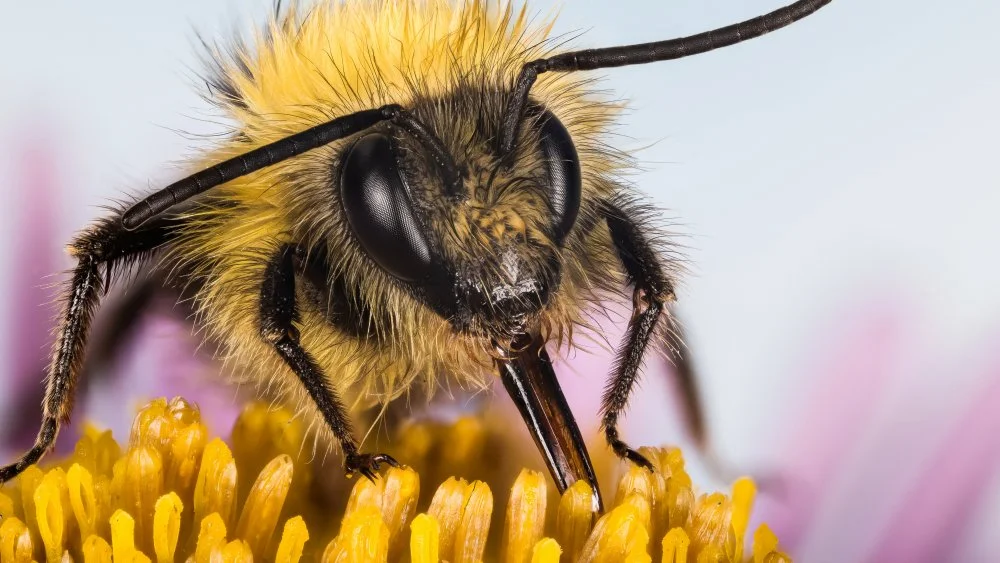 Le déclin des bourdons et la menace d'une extinction massive