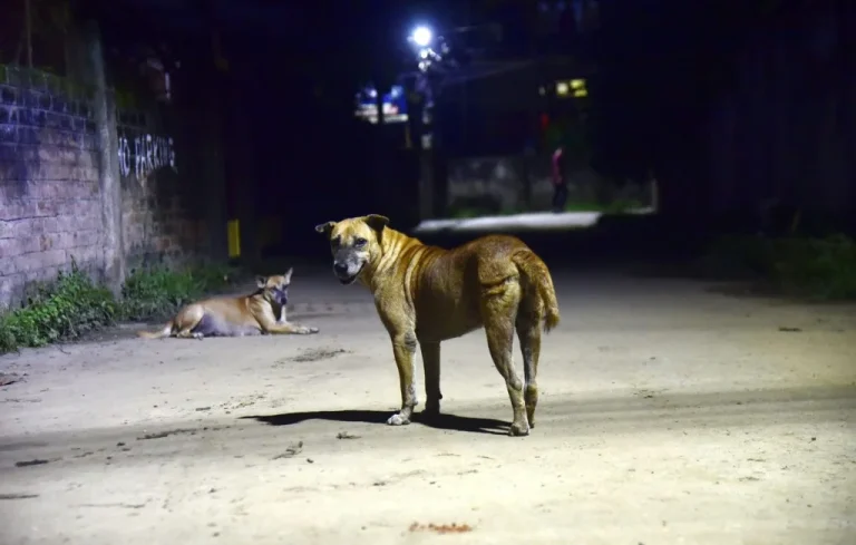 Les 60 millions de chiens errants en Inde : cohabitation menacée