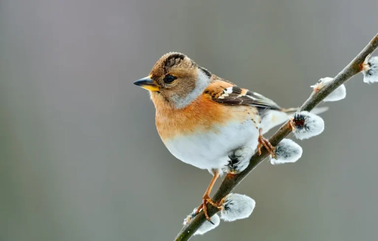 Oiseaux hivernants dans nos jardins: quand et comment les observer