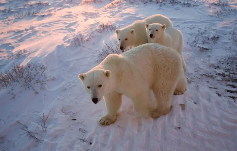 Peau noire et poils transparents : l’ours polaire maître de l’Arctique