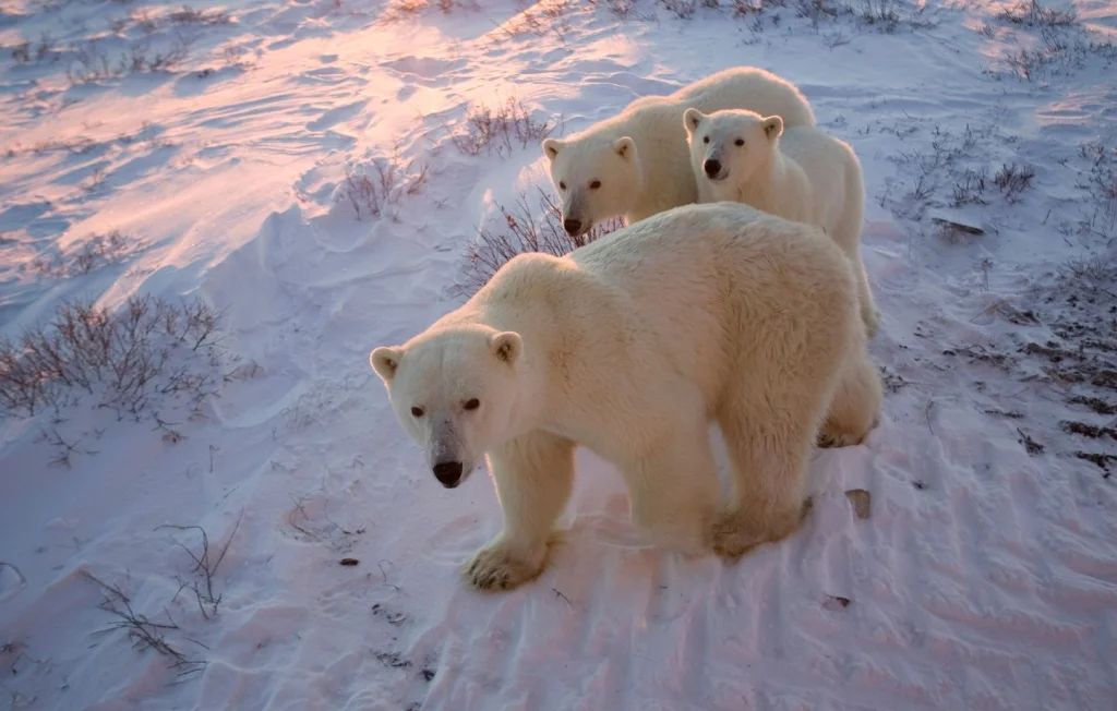 Peau noire et poils transparents : l’ours polaire maître de l’Arctique
