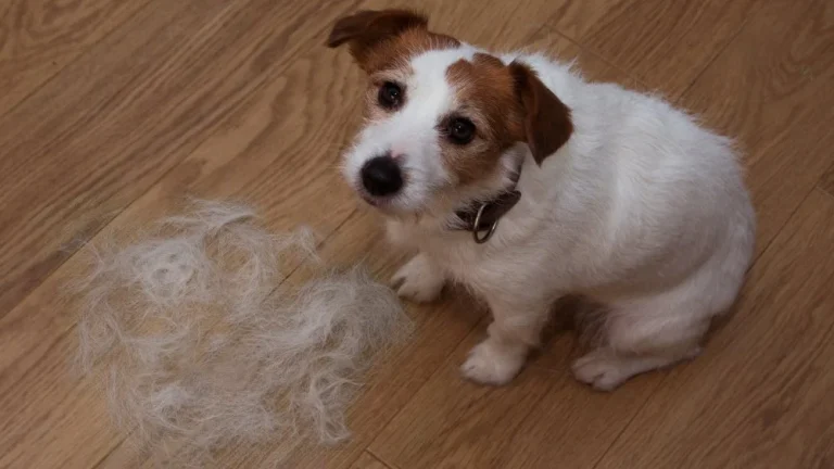 Pourquoi certaines races de chiens ne perdent presque pas de poils