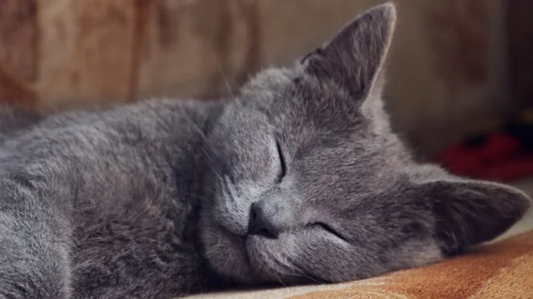 Pourquoi votre chat tressaille-t-il en dormant ?