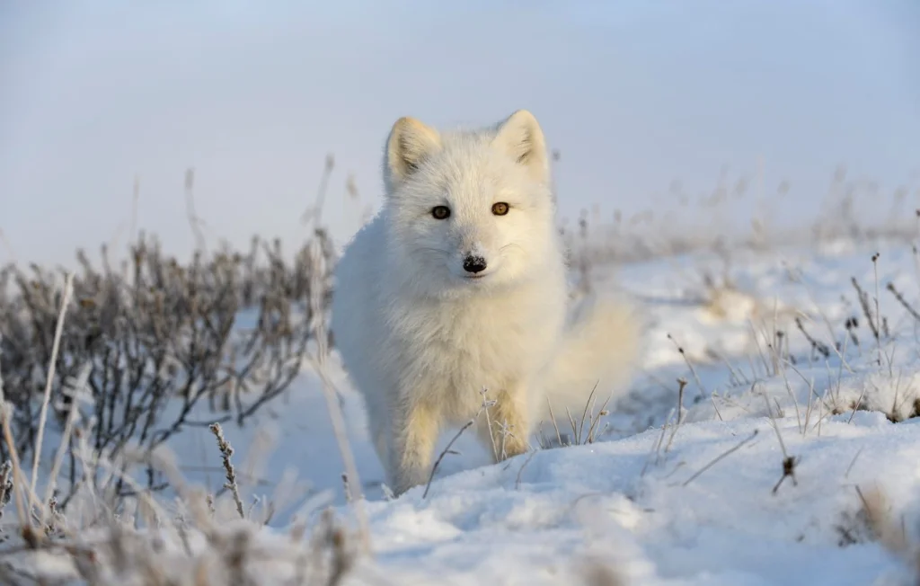 Renard polaire: pourquoi change-t-il de couleur en hiver