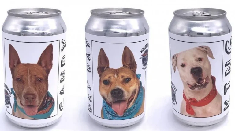 Rétablissement Étonnant : Une Bières Retrouve un Chien Disparu
