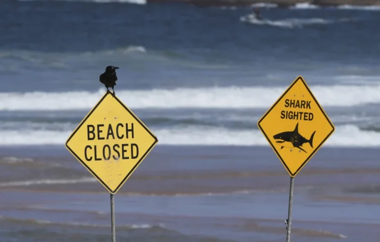 Surfeur blessé par un requin à Sydney, 3e attaque en 2 jours