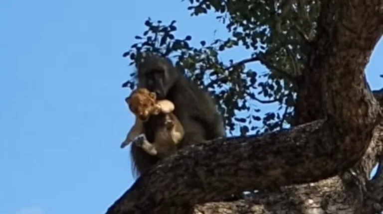 Un Babouin Recrée une Scène Iconique du Roi Lion en Afrique du Sud