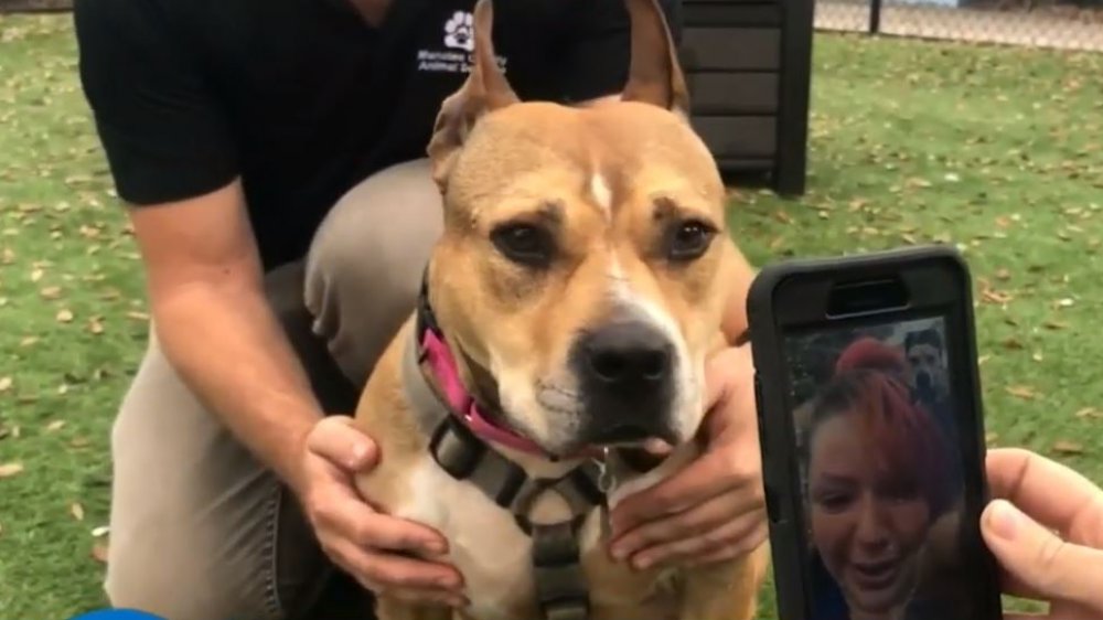 Réunion entre la propriétaire et le chien retrouvé