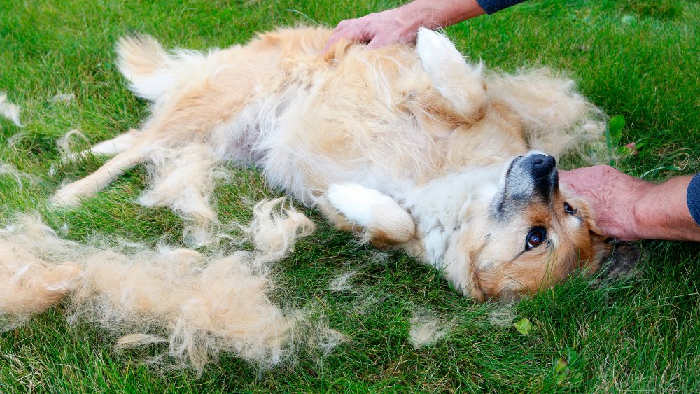 Poils de chien sur un canapé