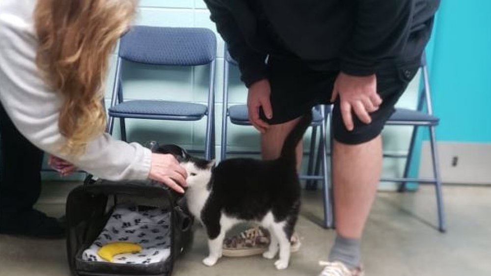 The world's worst cat meets Joe and Betty