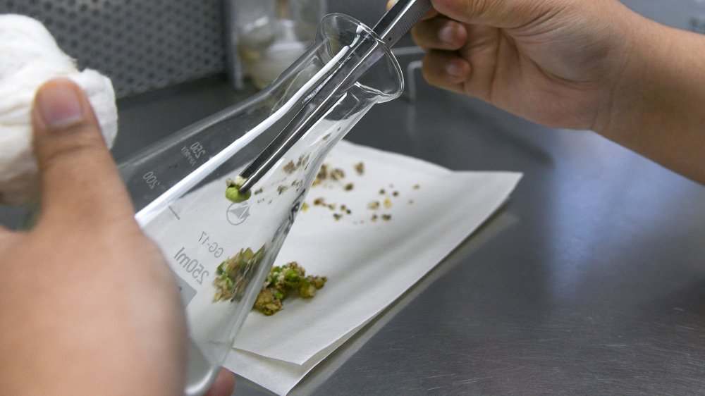 Jeunes palmiers-dattiers germés à partir de graines anciennes