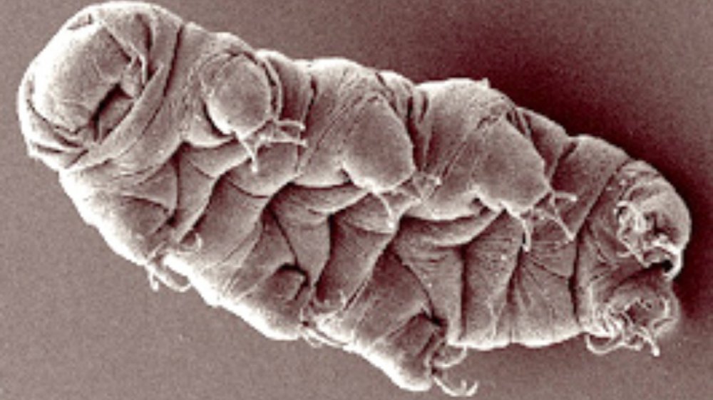 Tardigrade vu au microscope