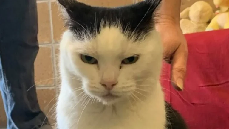 Adoptez le &lsquo;Pire Chat du Monde&rsquo; en Caroline du Nord