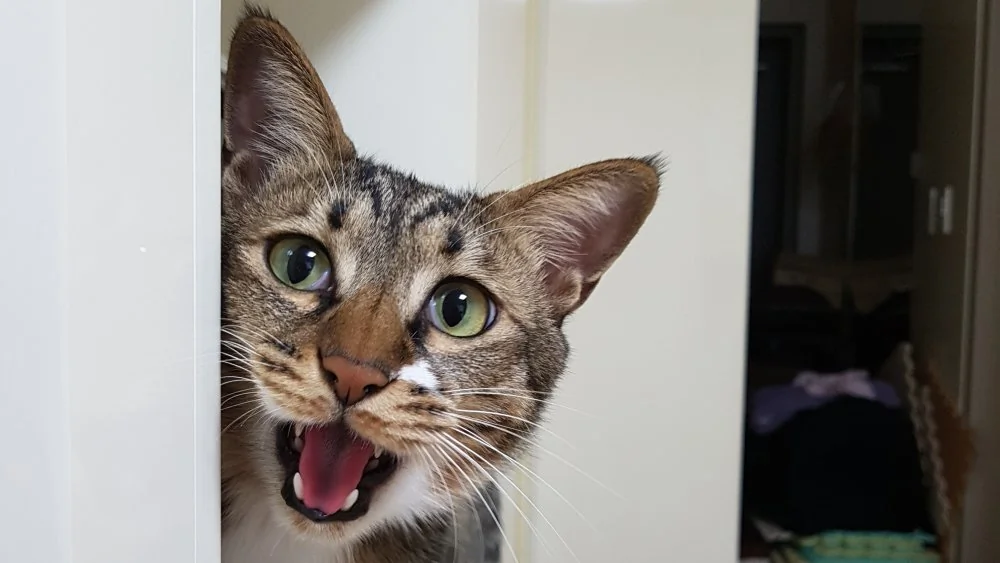 Comment les chats expriment leur détresse : signes révélateurs