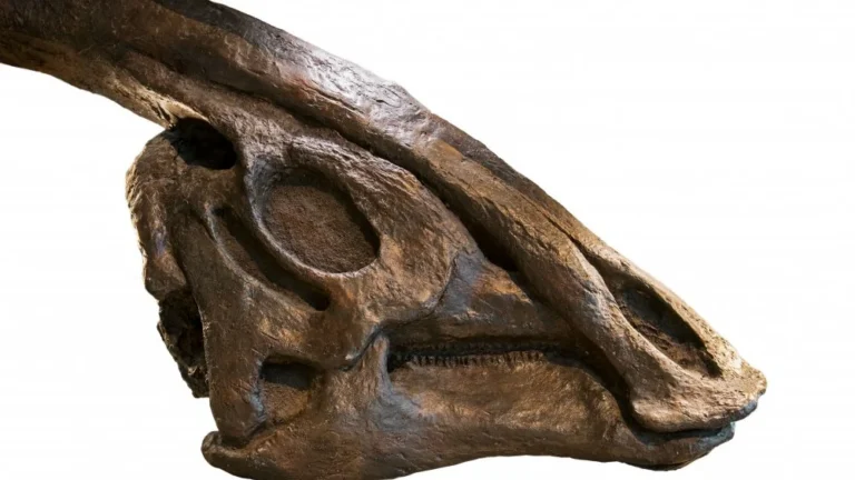 Découverte incroyable : ADN de dinosaure dans un crâne fossilisé