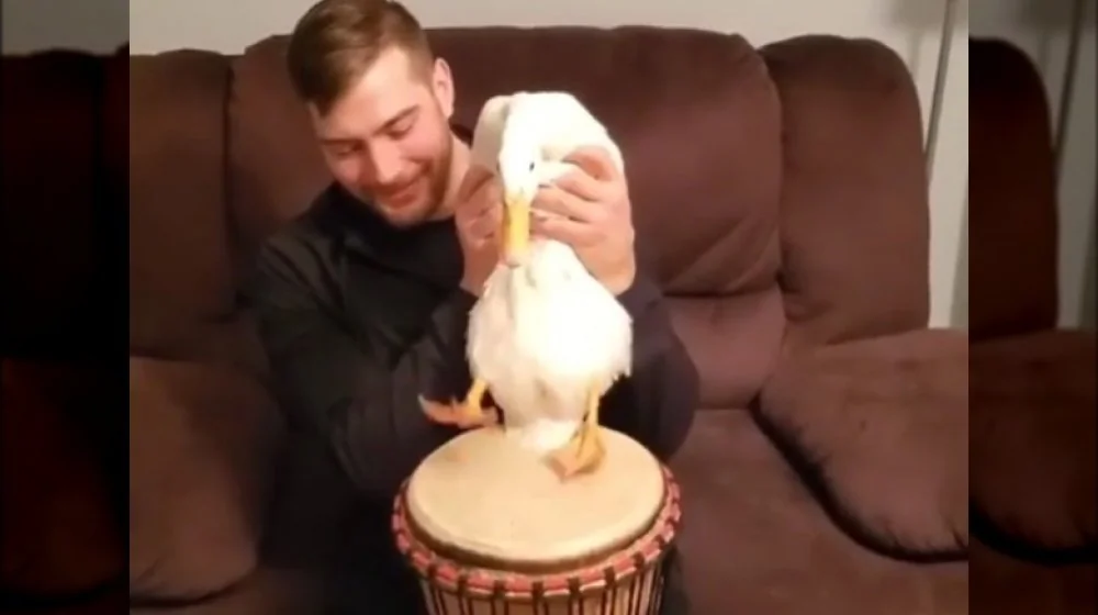Découvrez Ben Afquack, le canard batteur qui fait sensation