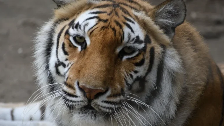 Découvrez le Toyger, le chat qui ressemble à un tigre