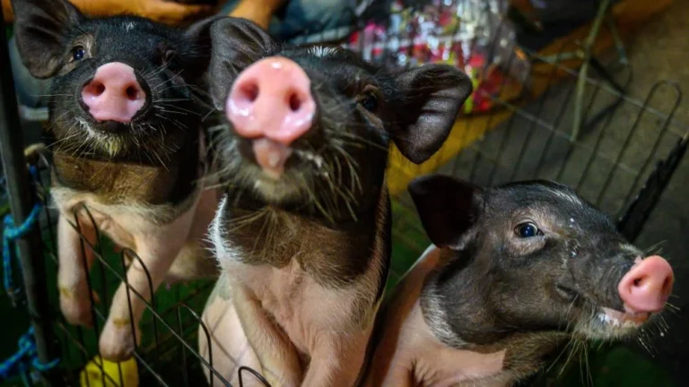 Des &lsquo;câlineurs de cochons&rsquo; recherchés pour un sanctuaire en SC