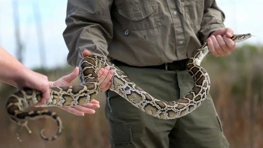 La Python Bowl : 80 Pythons Retirés des Everglades