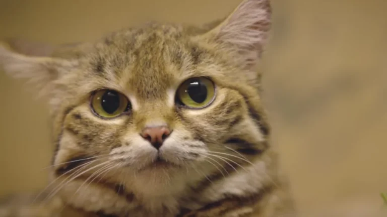 La Race de Chat la Plus Aggressive au Monde