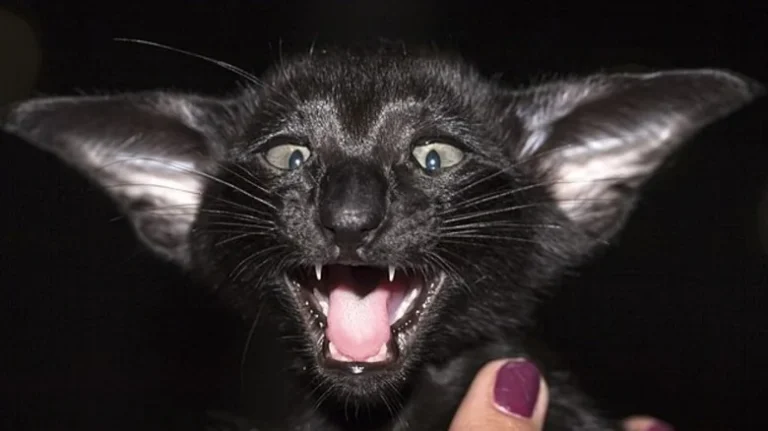 La race de chat qui ressemble à une chauve-souris