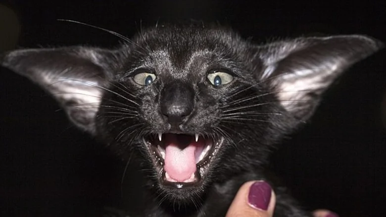 La race de chat qui ressemble à une chauve-souris