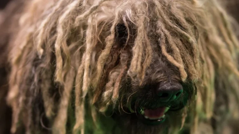 Les races de chiens les plus étranges au monde