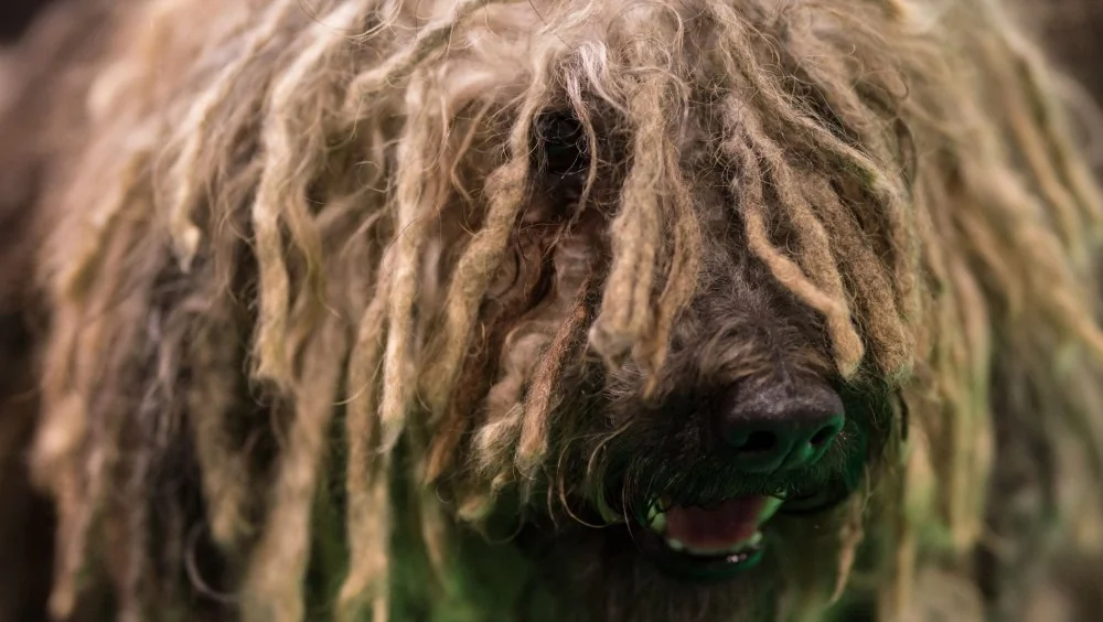 Les races de chiens les plus étranges au monde