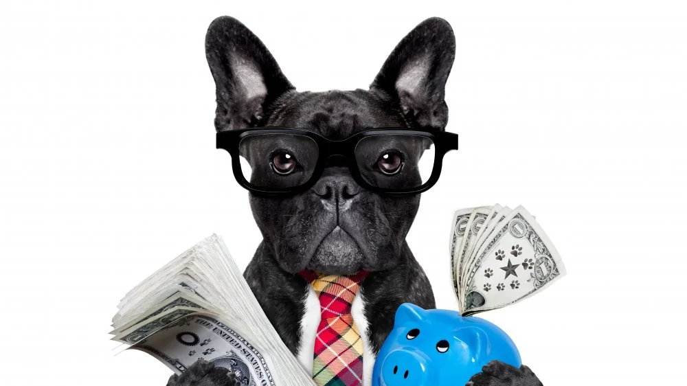 Pourquoi les Bulldogs Français coûtent-ils si cher ?