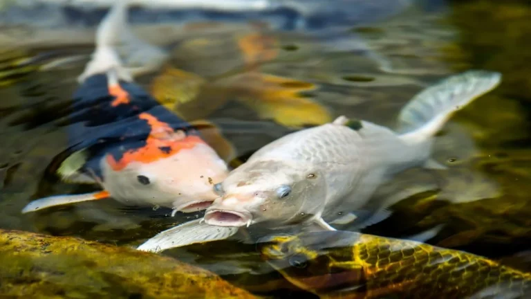 Pourquoi les poissons Koi sont-ils si chers ?