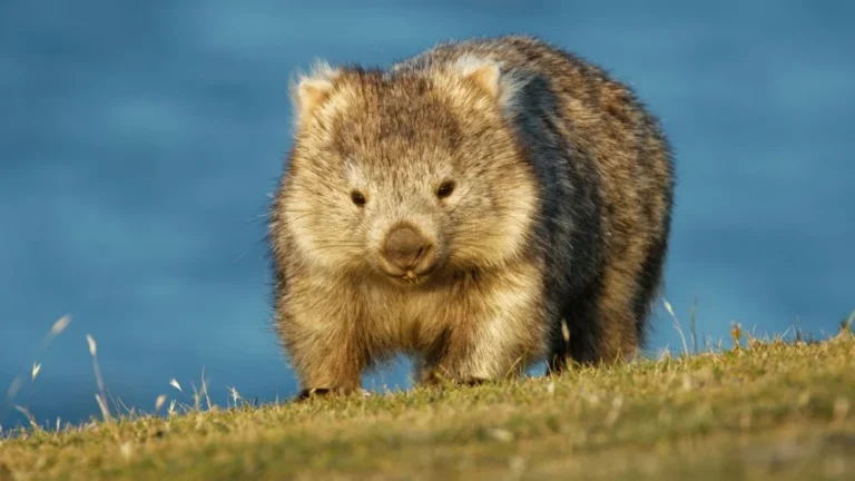 Pourquoi les wombats ont des crottes en forme de cube ?
