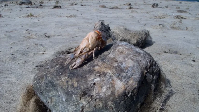 Que serait la Terre sans les océans ?