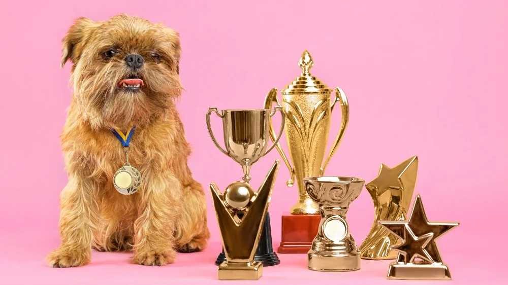 Quelle est la race de chien la plus fidèle au monde ?